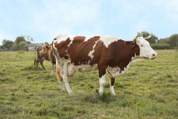 Beautiful cows grazing on green grass outdoors
