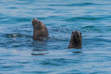Two Peruvian seals hunting sardines