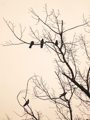 birds in the tree