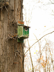 bird house in the forest