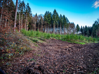 Wiederaufforstung im Mischwald