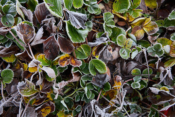 A carpet of strawberry leaves rimed with frost in winter
