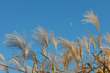 青空と黄金色のススキ