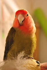 periquito naranja y verde con fondo desenfocado