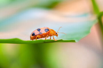 Coelophora inaequalis, the variable ladybird, common Australian lady beetle or common Australian ladybug is a ladybird species endemic to Australia, Oceania and Southern Asia