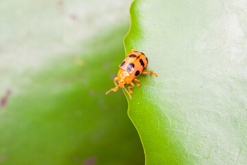 Coelophora inaequalis, the variable ladybird, common Australian lady beetle or common Australian ladybug is a ladybird species endemic to Australia, Oceania and Southern Asia