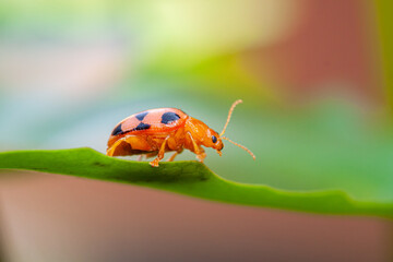 Coelophora inaequalis, the variable ladybird, common Australian lady beetle or common Australian ladybug is a ladybird species endemic to Australia, Oceania and Southern Asia