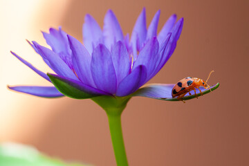 Coelophora inaequalis, the variable ladybird, common Australian lady beetle or common Australian ladybug is a ladybird species endemic to Australia, Oceania and Southern Asia