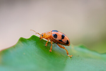 Coelophora inaequalis, the variable ladybird, common Australian lady beetle or common Australian ladybug is a ladybird species endemic to Australia, Oceania and Southern Asia