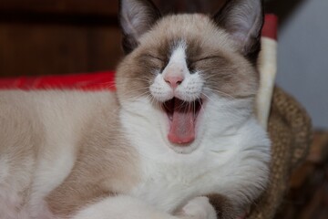 A snowshoe small cat yawning.