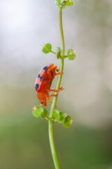 Coelophora inaequalis, the variable ladybird, common Australian lady beetle or common Australian ladybug is a ladybird species endemic to Australia, Oceania and Southern Asia