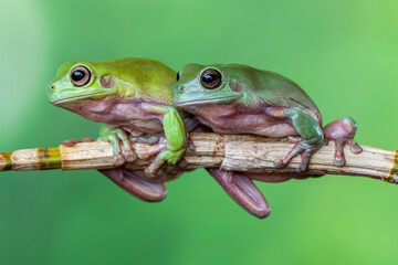 The Australian green tree frog (Ranoidea caerulea/Litoria caerulea), also known as simply green tree frog in Australia, White's tree frog, or dumpy tree frog