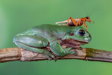 The Australian green tree frog (Ranoidea caerulea/Litoria caerulea), also known as simply green tree frog in Australia, White's tree frog, or dumpy tree frog