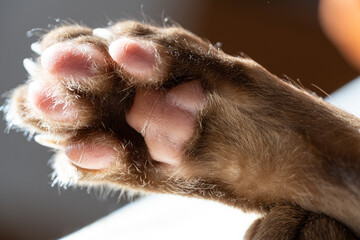 Macro photography of a cat's paw