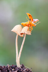 Coelophora inaequalis, the variable ladybird, common Australian lady beetle or common Australian ladybug is a ladybird species endemic to Australia, Oceania and Southern Asia