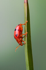 Coelophora inaequalis, the variable ladybird, common Australian lady beetle or common Australian ladybug is a ladybird species endemic to Australia, Oceania and Southern Asia