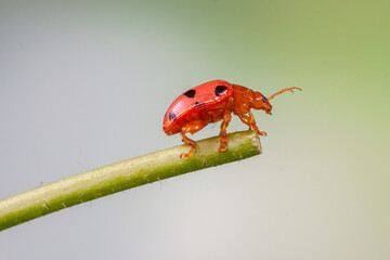 Coelophora inaequalis, the variable ladybird, common Australian lady beetle or common Australian ladybug is a ladybird species endemic to Australia, Oceania and Southern Asia