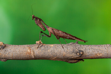 The European mantis (Mantis religiosa) is a large hemimetabolic insect in the family of the Mantidae
