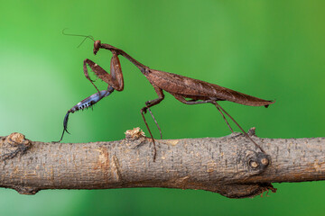 The European mantis (Mantis religiosa) is a large hemimetabolic insect in the family of the Mantidae