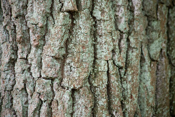  Gray background from the bark of an old forest tree