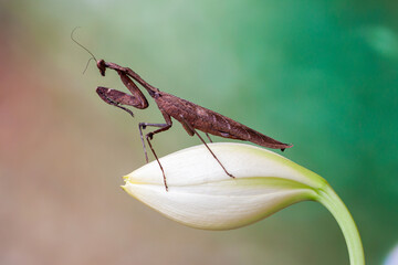 The European mantis (Mantis religiosa) is a large hemimetabolic insect in the family of the Mantidae