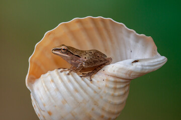 Polypedates leucomystax is a species in the shrub frog family Rhacophoridae. It is known under numerous common names, including common tree frog, four-lined tree frog, golden tree frog[2] or striped t