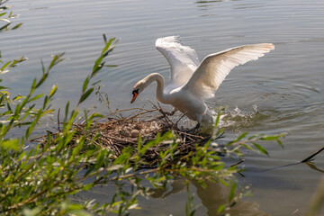 Höckerschwan kehrt zum Nest mit drei Eiern zurück