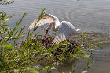 Höckerschwan kehrt zum Nest mit drei Eiern zurück