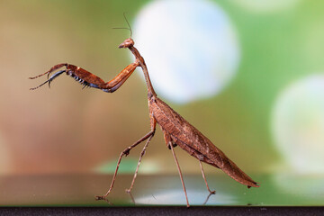 The European mantis (Mantis religiosa) is a large hemimetabolic insect in the family of the Mantidae