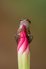 Polypedates leucomystax is a species in the shrub frog family Rhacophoridae. It is known under...