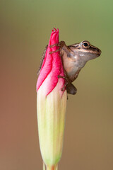 Polypedates leucomystax is a species in the shrub frog family Rhacophoridae. It is known under numerous common names, including common tree frog, four-lined tree frog, golden tree frog[2] or striped t