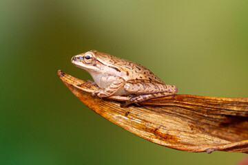 Polypedates leucomystax is a species in the shrub frog family Rhacophoridae. It is known under numerous common names, including common tree frog, four-lined tree frog, golden tree frog[2] or striped t