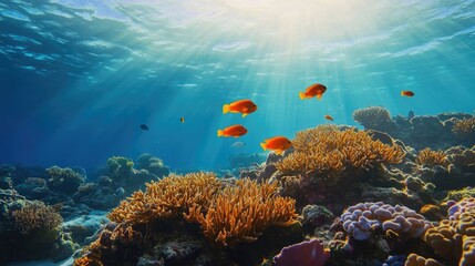 Obraz premium Sunlit coral reef with vibrant fish.