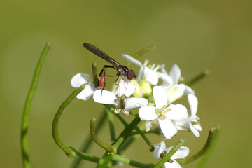 Close up tiny, female hoverfly Common Dainty, Baccha elongata. Family syrphidae. On flowers of garlic mustard (Alliaria petiolata). Spring, May. Dutch garden