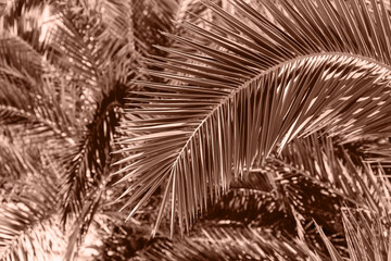 Date palm tree branch close up. Nature concept background. Color of the year 2025 inspired