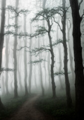 Foggy tall thin trees in the morning with mist making the path disappear