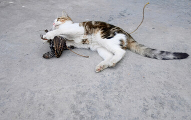 A feral street cat engaging with a captured starling on urban pavement, showcasing raw animal instincts and predatory behavior.