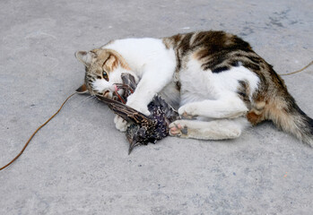 A feral street cat engaging with a captured starling on urban pavement, showcasing raw animal instincts and predatory behavior. Feral cats in Istanbul. © DRBURHAN