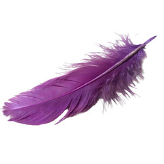 Vibrant Purple Feather isolated on transparent background cutout, Png, Cutout