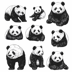 Obraz premium Majestic Black and White Panda Bear Portrait for Wildlife Enthusiasts