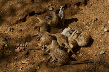 Meerkats fight and play with each other