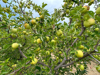 Apple orchard, rows of apple trees full of fruit ready for picking, Julian, South California. USA