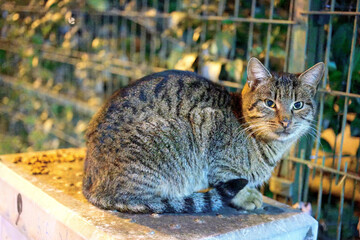 Striped Tabby Cat Sitting Outdoors at Night. A striped tabby cat sitting on a surface outdoors at night, illuminated by warm lighting, with a fence in the background.Feral cats in Istanbul.