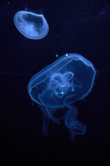 jellyfish swims in a dark aquarium