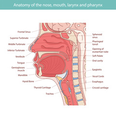 Medical vector illustration of human oral and nasal anatomy.