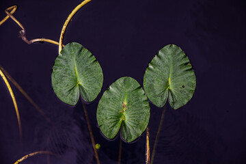 leaves in water
