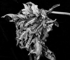 Dried leaf on black background