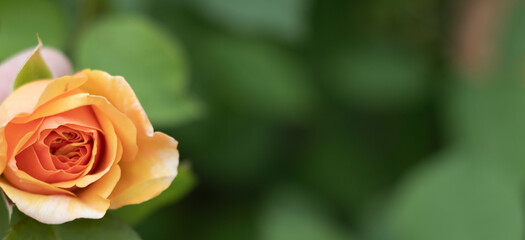 Close up of an orange rose on a green background in soft focus.