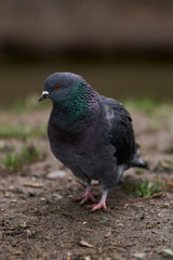 Obraz premium common pigeon looks into the camera