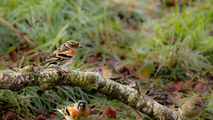 Bergfinken  (Fringilla montifringilla) und ein Grünfink (Chloris chloris)
